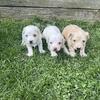 Maltipoo puppies (males)