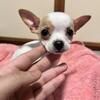 Chihuahuas for sale (New York)