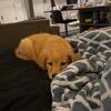 Male puppy Golden Retriever