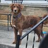 ReHoming a beautiful friendly DOODLE