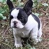 French Bulldog puppy female piebald