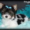 AKC Champion Line Biewer Male Puppy