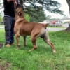 Mastiff mixed male puppy