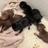 Minpins… new litter! DOB 9-18-24