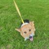 Akc female pembroke welsh corgi