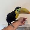 Toucan