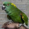 Amazon parrot