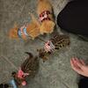 Bengal Kittens - Orange, Snow Sepia & Cool Brown