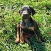 AKC female black and tan Doberman puppy