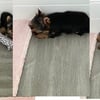 YORKIE puppies AKC or pet pricing