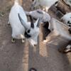 Pygmy and cross breed goats 