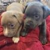 Pitbull Puppies in need of homes