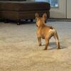 16 week old Fawn Male Frenchie