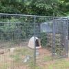 12x12 dog kennel available