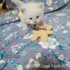 Ragdoll kittens TICA