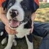 Adorable farm raised Border Collies