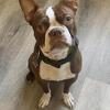CKC Boston Terrier Stud