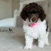 AKC Mini - Moyen Poodles WV Bydesignpoodles.com