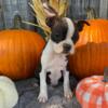 AKC Boston Terrier Lainey