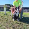 Border collie/ Aussie shepherd puppy 