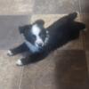 Australian Shepard toy female