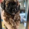 AKC TOY POODLES REDUCED $2000