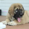 Purebred Caucasian Ovcharka pup