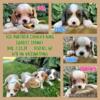 Cavalier King Charles Spaniel puppies for sale! 