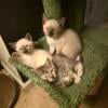 Chocolate Point Siamese Kittens, sweet and healthy