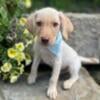 AKC Yellow Labrador Retriever Puppies