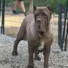 Female Neapolitan Mastiffs