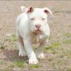 THIS WEEK ONLY 1 year old female American bully. $700