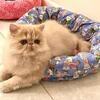 ADOPTED…….Cream Persian male kitten CFA reg. (13)