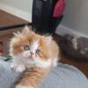 Persian & Himalayan  Kittens