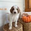 Goldendoodle puppies