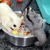 Sugar Gliders