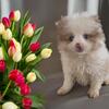 Blue eyed male Pomeranian
