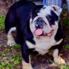 Adult bulldog for sale