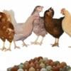 Chickens Vario Ova For sale