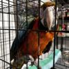 Camelot Macaw 4 months old