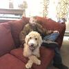 Parti doodle puppies ready for loving homes 
