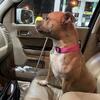 Rehoming bully