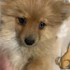 Pomeranian Puppy Ckc Registered Male