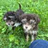 Toy poodles male & females born 3/19/24