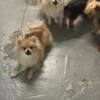 Pomeranian for sale 1800