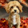 Adorable Shih-Poo Puppies!