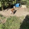 Boomerang/boyles/bolio ADBA 14 months (Male)