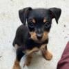 TINY Yorkiepoo with Miniature Pinscher