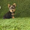 Puppy for sale