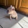 French bulldog female